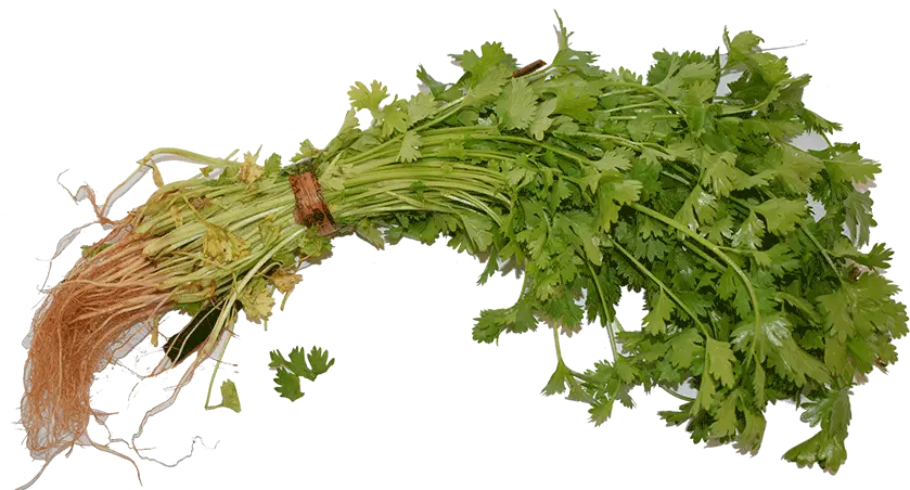 Organic Cilantro Dhania Hornwort Png Cilantro Png