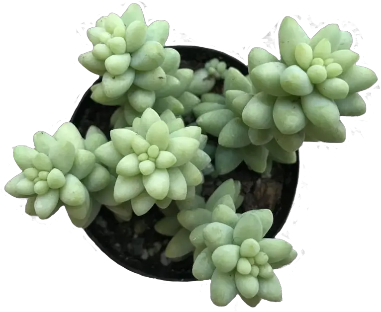 Transparent Background Succulents Png Flowerpot Succulents Png