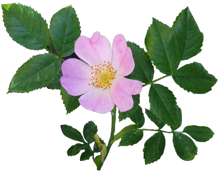 Beautiful Free Rose Clipart Wild Rose Png Single Rose Png