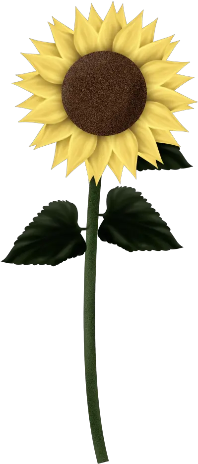 Sunflower Leaves Png