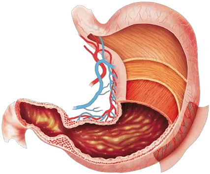 Transparent Png Image Digestive Tissue Stomach Png