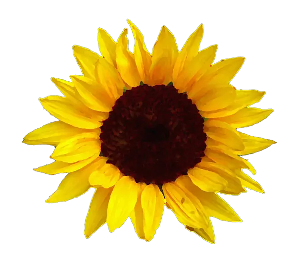 Sunflower Headband Png