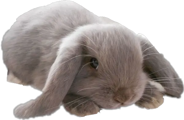 Bunny Mini Lop Sticker By Lpsvanillabean417 Lop Bunny Transparent Background Png Bunny Transparent Background