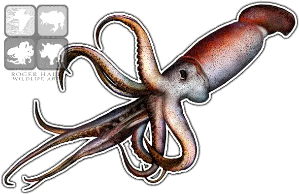 Giant Squid Png Transparent Image Giant Squid Squid Png