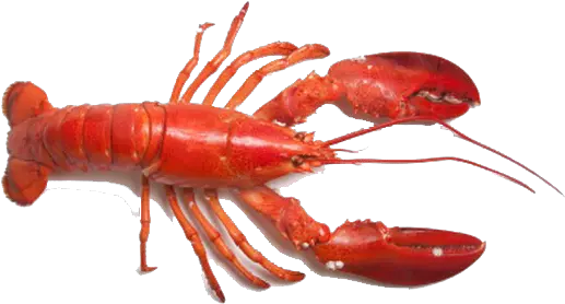 Lobster Png In High Resolution Lobster Png Lobster Png