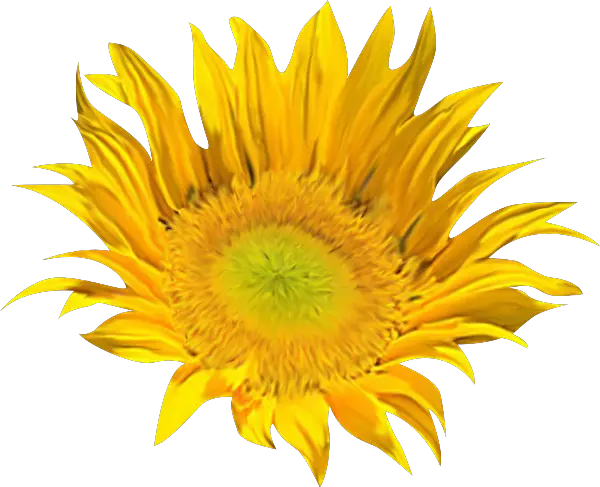 Sunflower Gnome Png