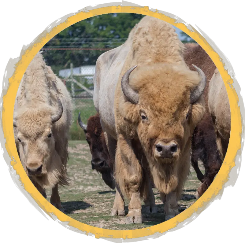 White Bison African Safari Wildlife Park Port Clinton Oh Herd Png Bison Png