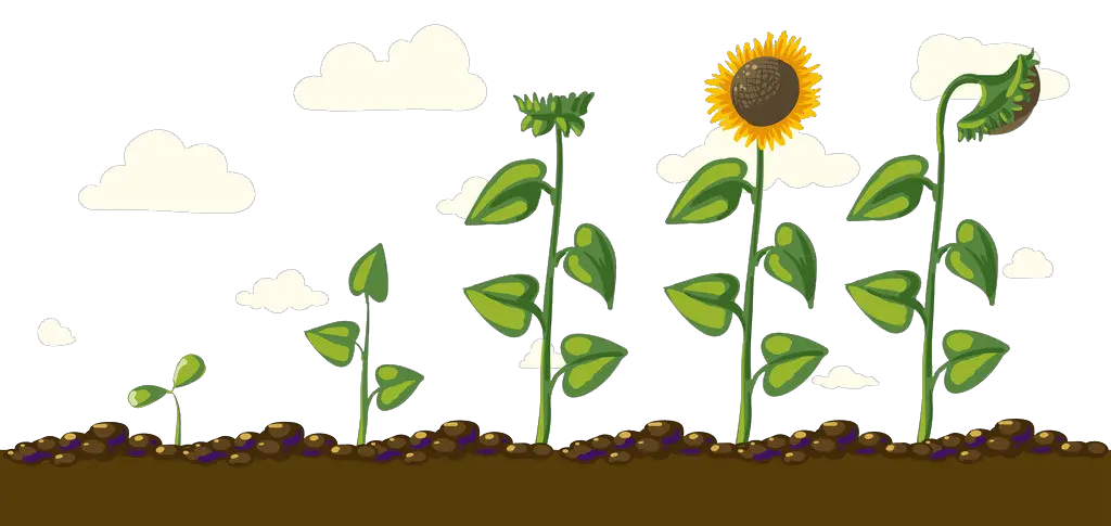 Sunflower Corner Png