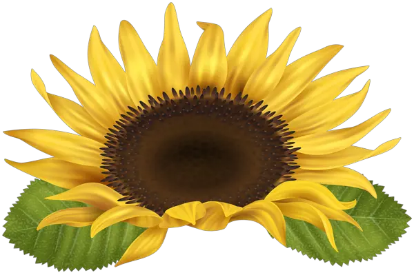 Sunflower Bouquet Png