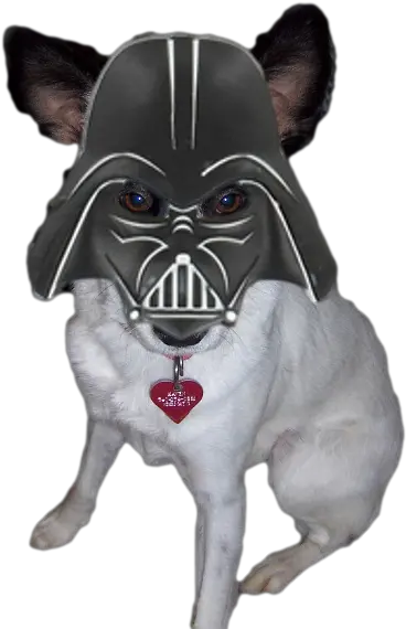 Haven As Darth Vader Dog Png Clip Art Library Darth Vader Helmet Png