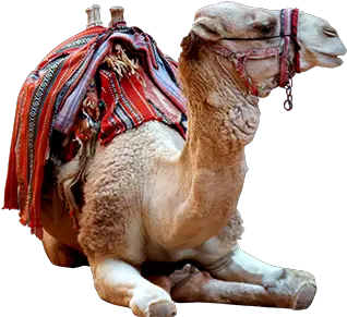 Camel Photo Png Pixsector Arabian Camel Camel Png