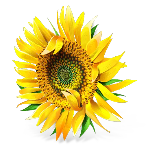 Single Sunflower Png