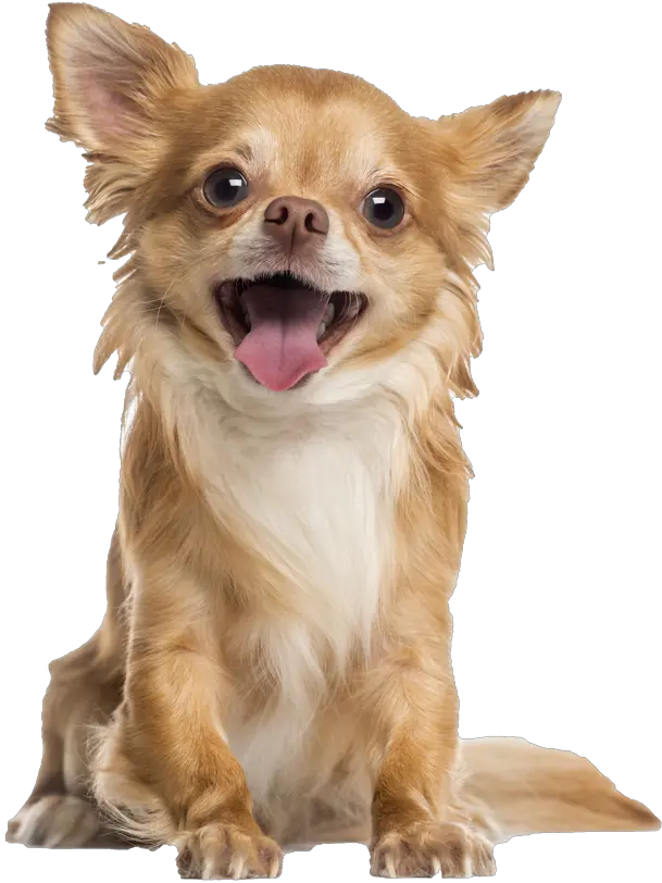 Longhaired Chihuahua Png Free Long Haired Chihuahua Png Chihuahua Png