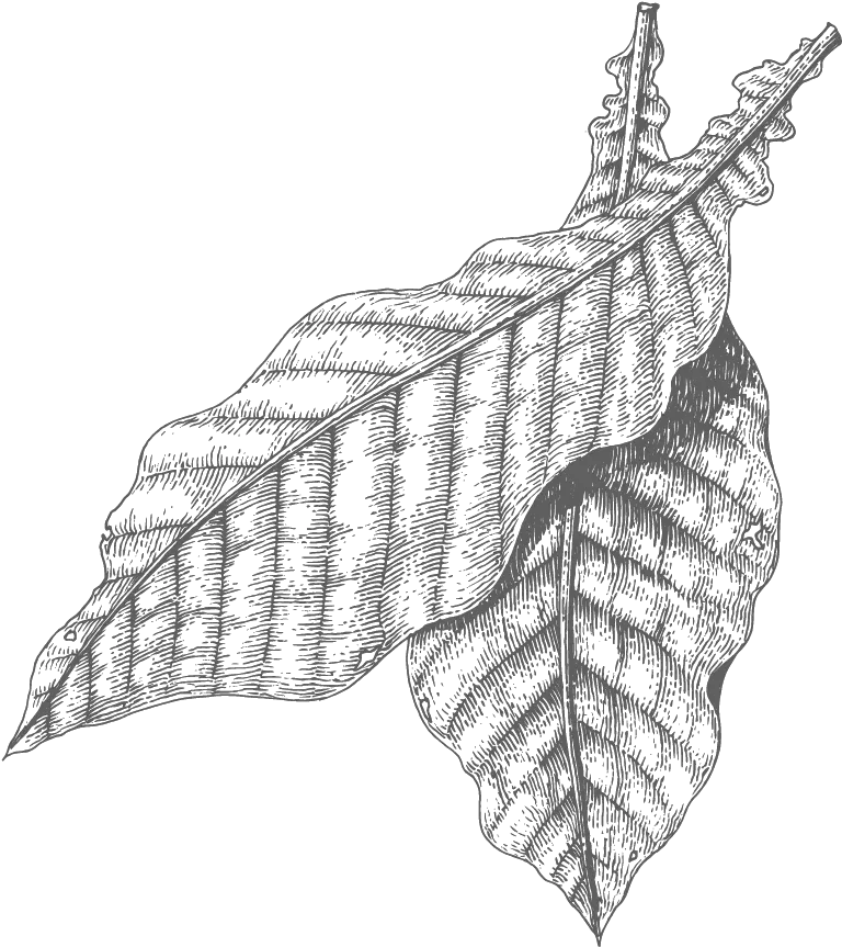 Download Sweet Tobacco Drawing Full Size Png Image Pngkit Tobacco Leaves Drawing Tobacco Png