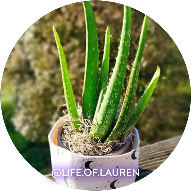 Aloe Vera Care Tips For Your Plant Friend U2013 Lunarly Aloe Vera Png Succulent Icon Transparent