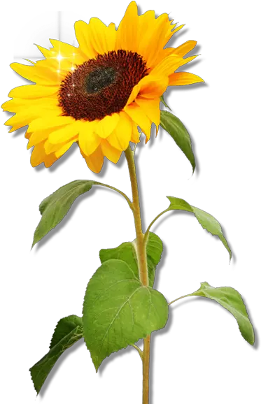 Half Sunflower Png