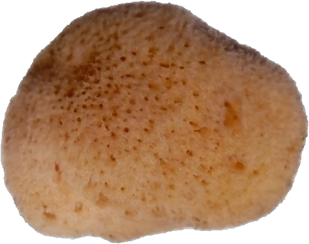 Levant Sponge Pur Natur 6 Cm Bread Png Sponge Png