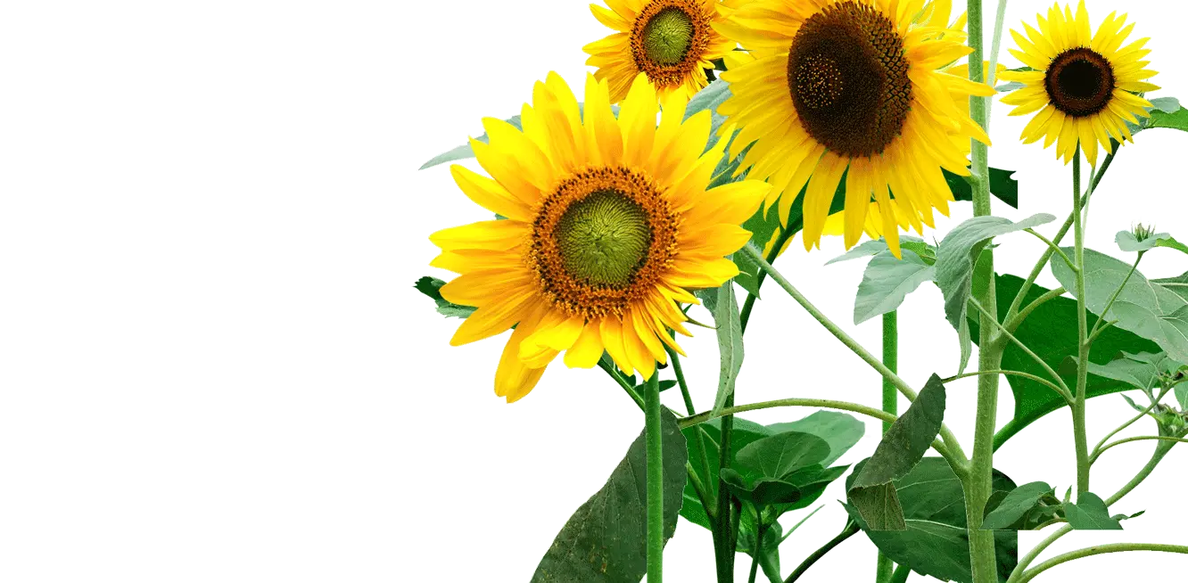 Cute Sunflower Png